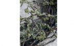WILD MOSS Krans Natur Bytt til bilde nr. 3 (WILD MOSS Krans Natur)